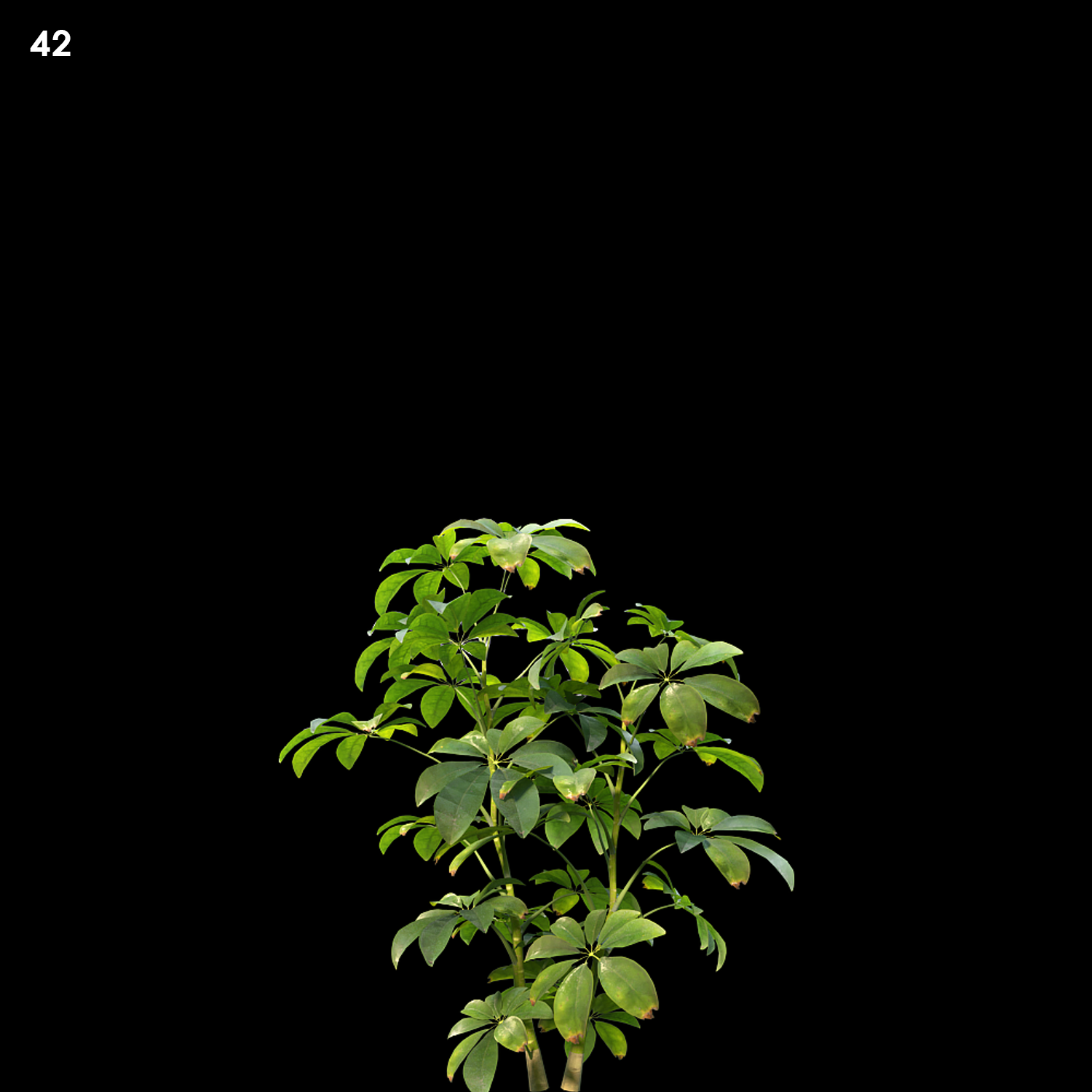 Schefflera Arboricola Proxy Model for SketchUp