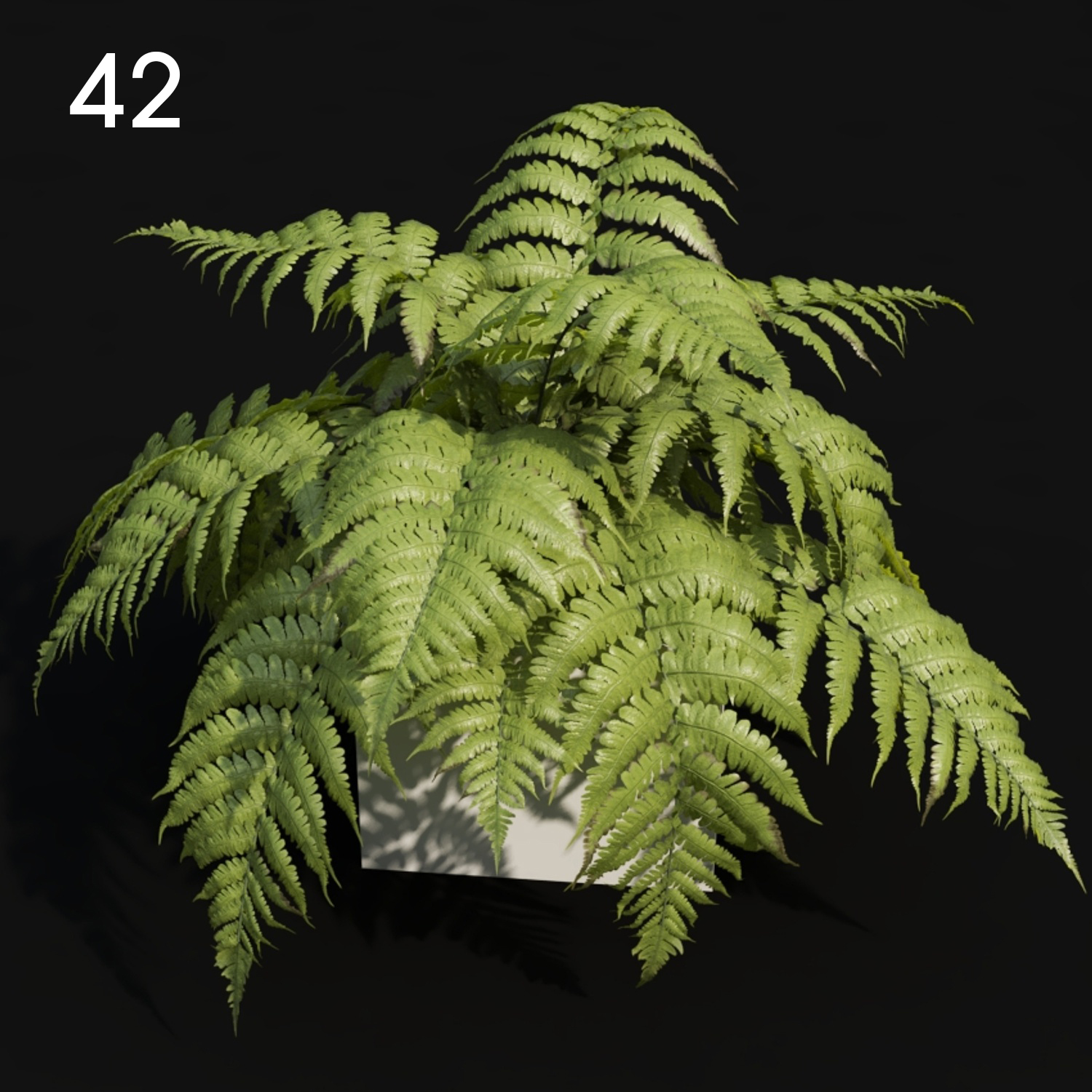 Realistic Fern Proxy Model for SketchUp with V-Ray