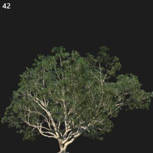Ficus Macrophylla Proxy Model for SketchUp