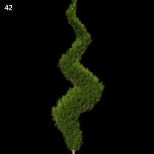 Platycladus Orientalis Proxy Model for SketchUp