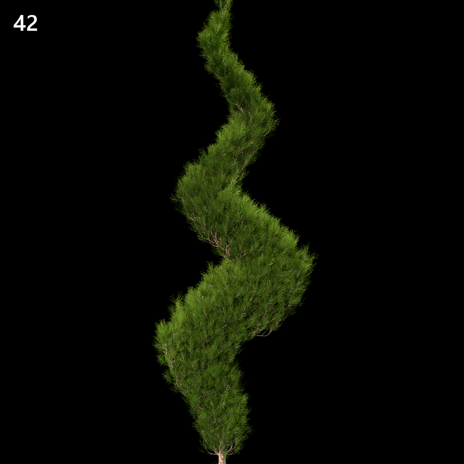 Platycladus Orientalis Proxy Model for SketchUp