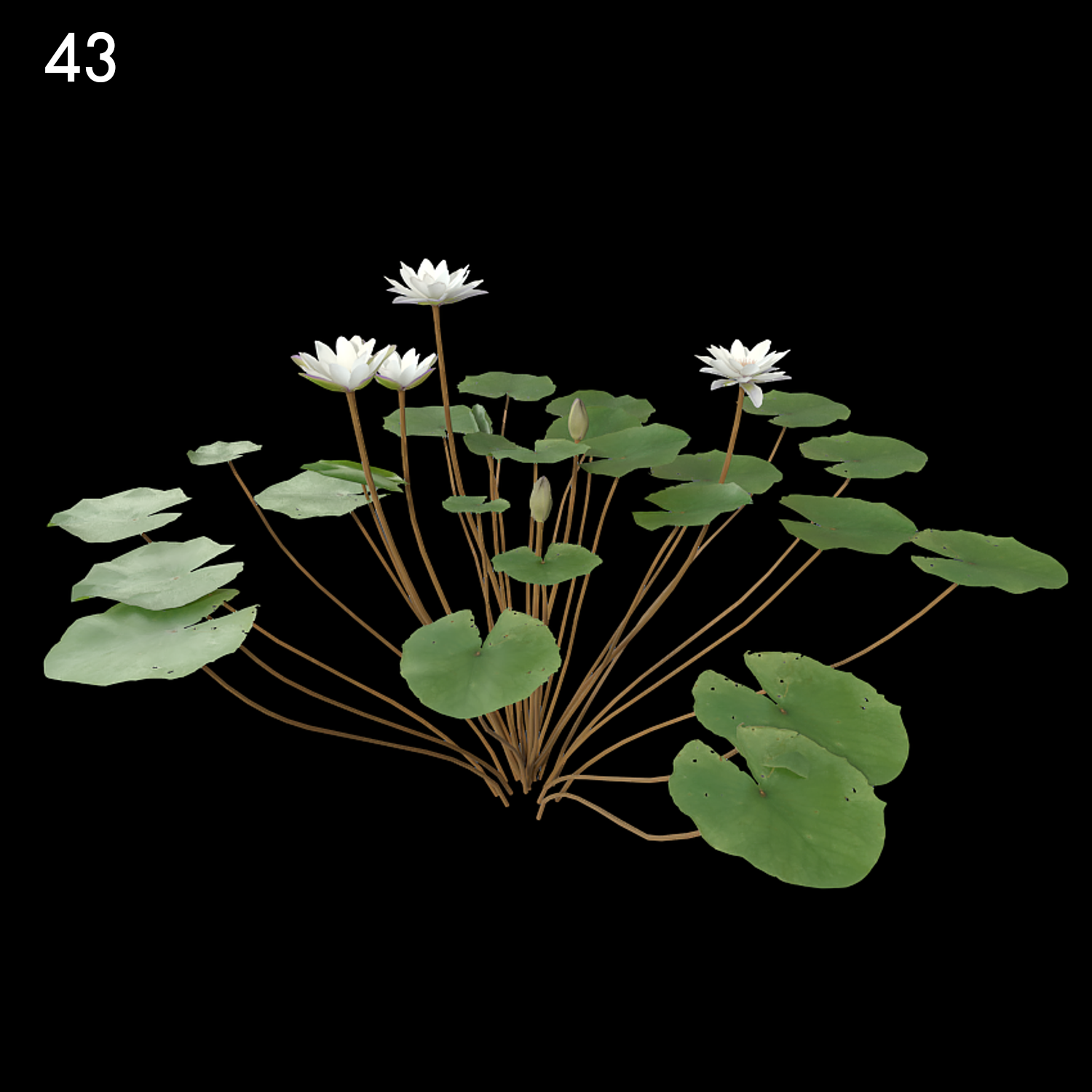 Nymphaea Purple White Flower Proxy Model