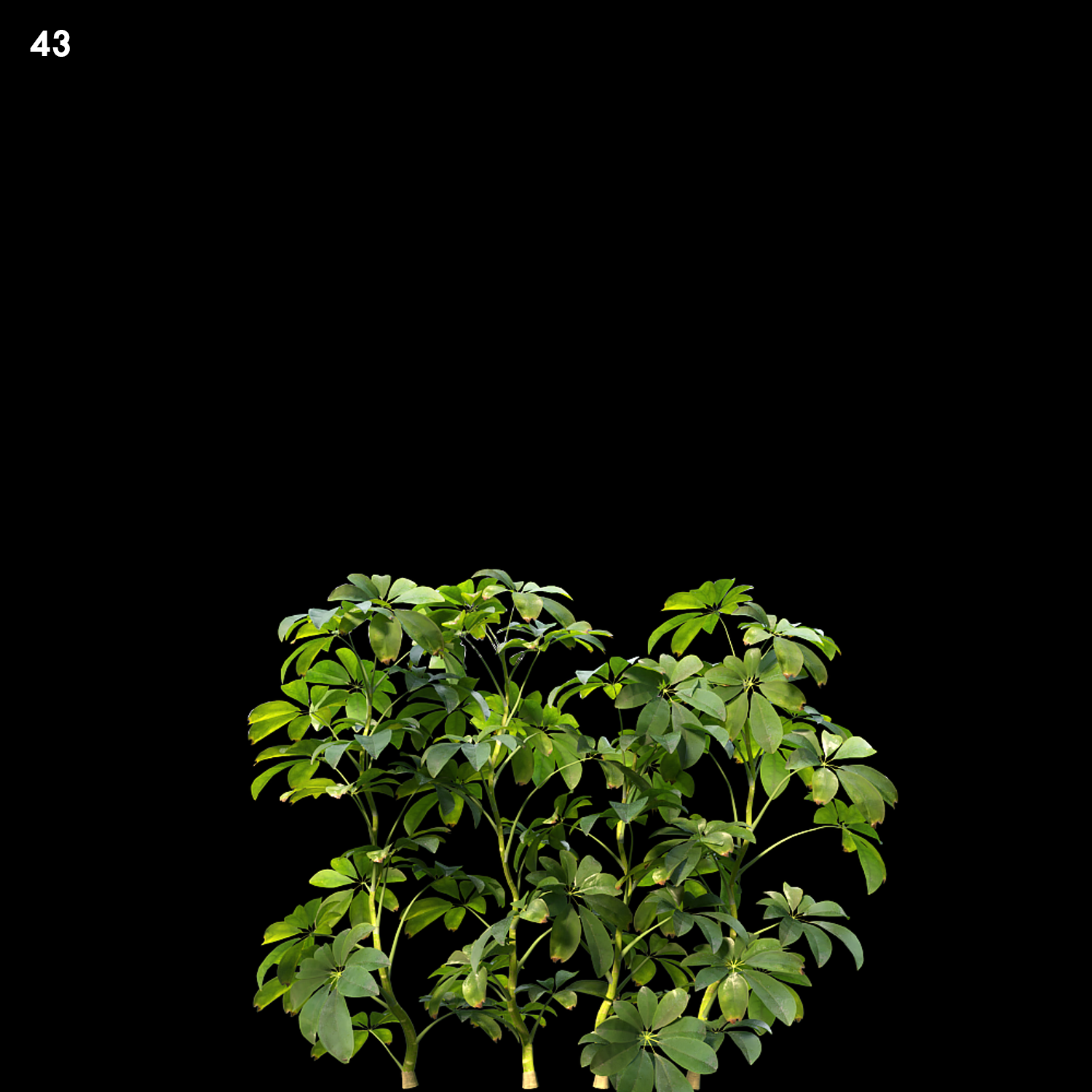 Schefflera Arboricola Proxy Model for SketchUp