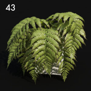 Fern Plant V-Ray Proxy Model for SketchUp