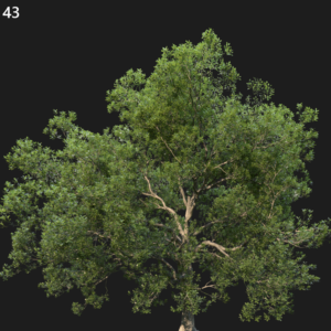Quercus Robur Proxy Model for SketchUp