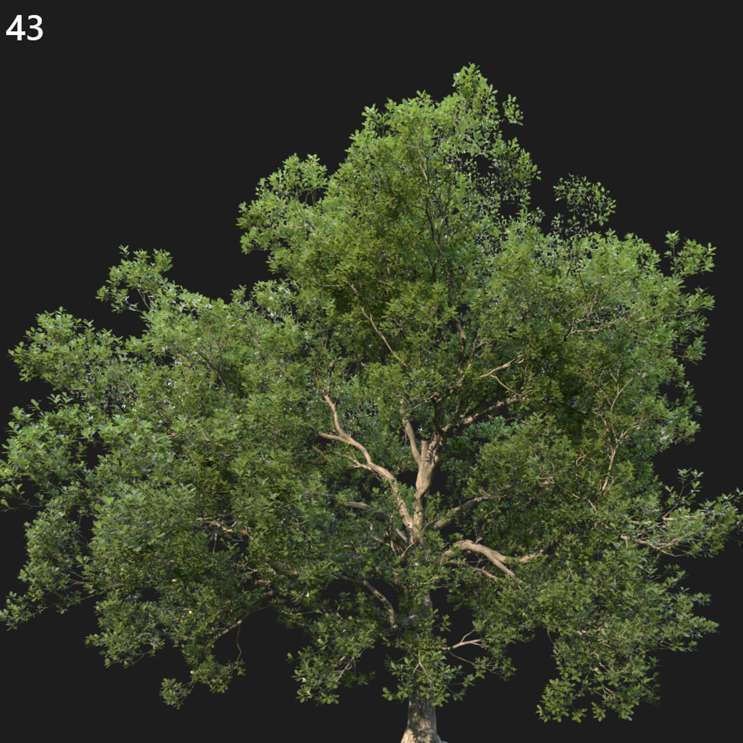 Quercus Robur Proxy Model for SketchUp
