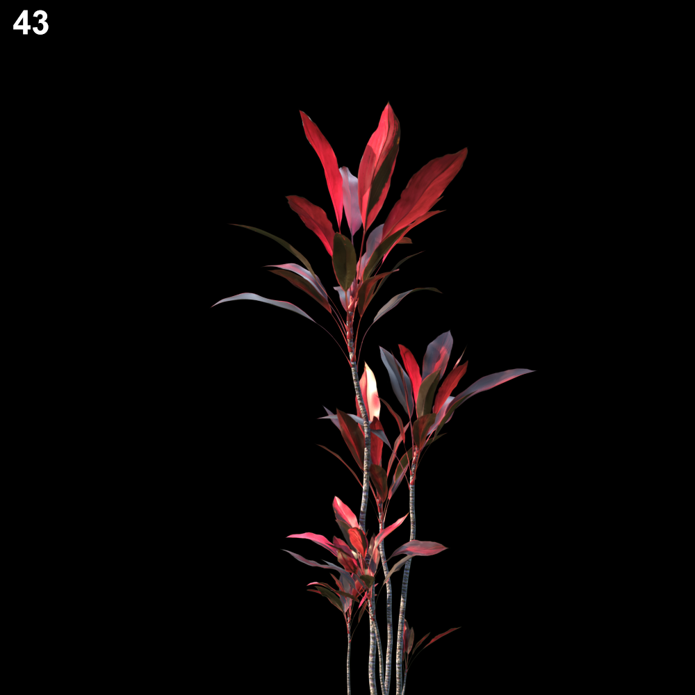 Cordyline Rubra Proxy Model