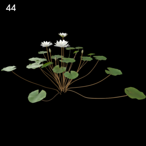 Purple and White Water Lily Proxy Model