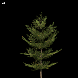 Terminaliamantaly Tree Proxy Model