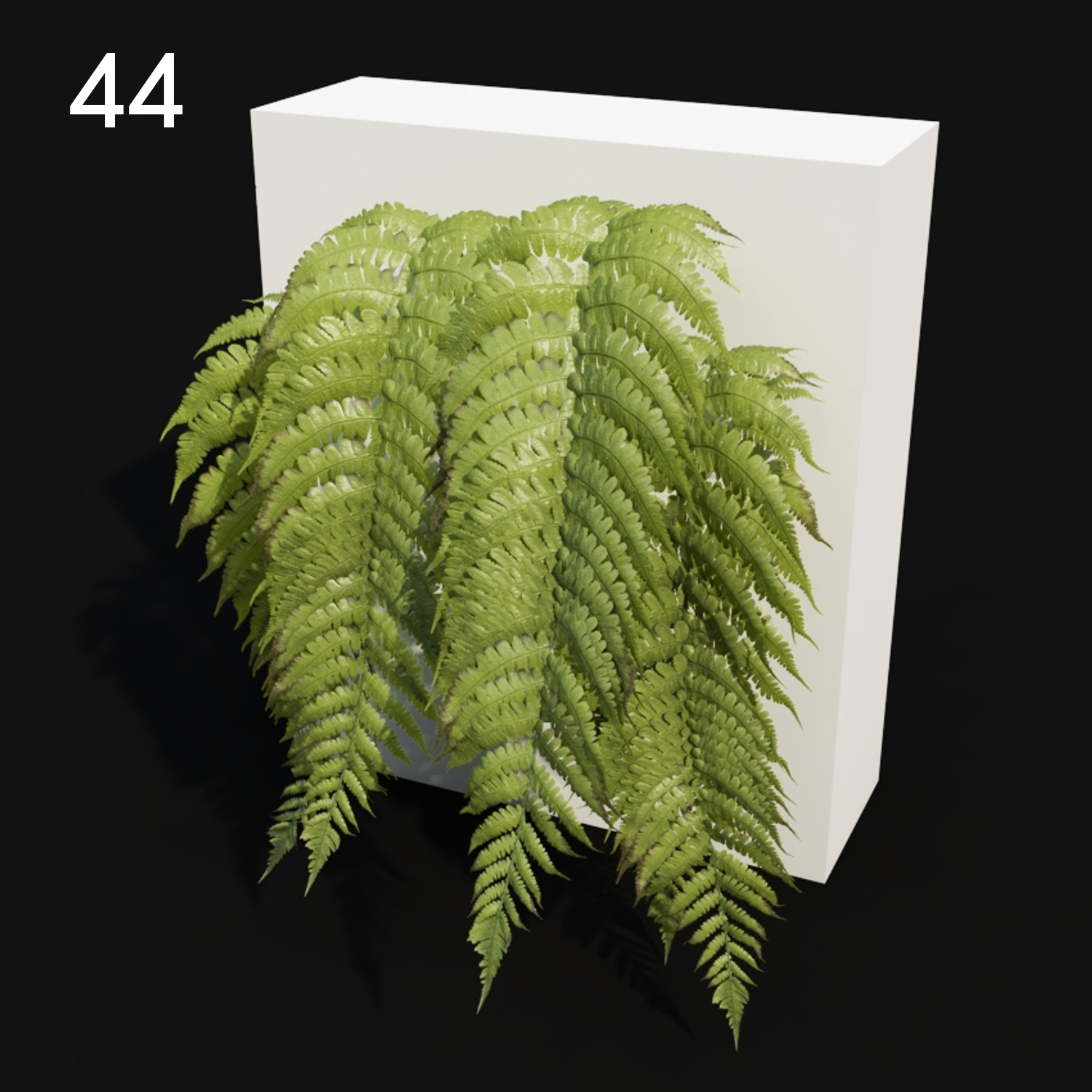 Realistic Fern Plant Proxy Model for SketchUp with V-Ray