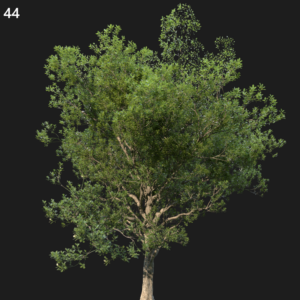 Quercus Robur Tree Model