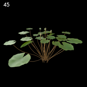 Nymphaea Purple White Proxy Model