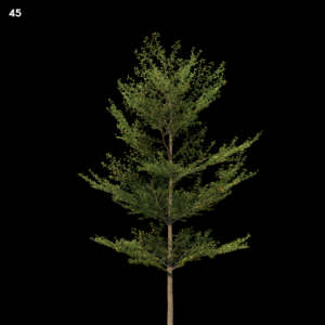 Terminaliamantaly Tree Model