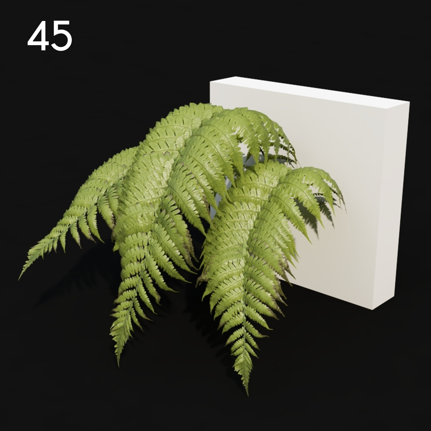 Fern Plant Proxy Model for SketchUp with V-Ray