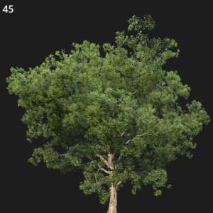 Quercus Robur Proxy Model for SketchUp with V-Ray