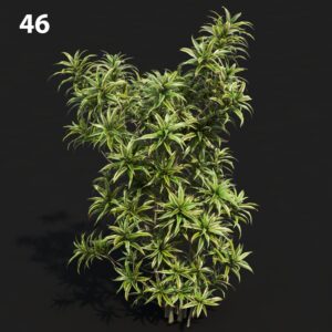 MTV75 Dracaref0104 Proxy Model