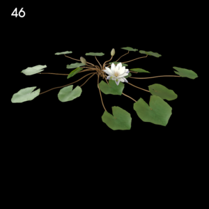 Nymphaea Purple White Proxy Model