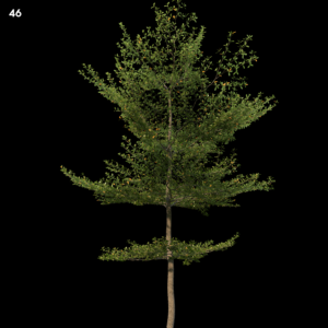 Terminaliamantaly Tree Proxy Model