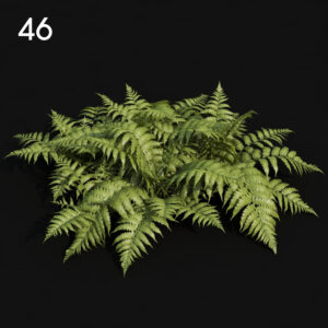 Realistic Fern Proxy Model for SketchUp with V-Ray