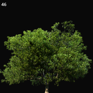 Quercus Robur Proxy Model