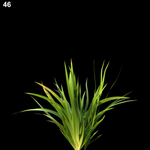 Dietes Grandiflora Proxy Model for SketchUp