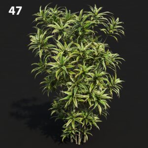 Dracaref0115 Plant Proxy Model