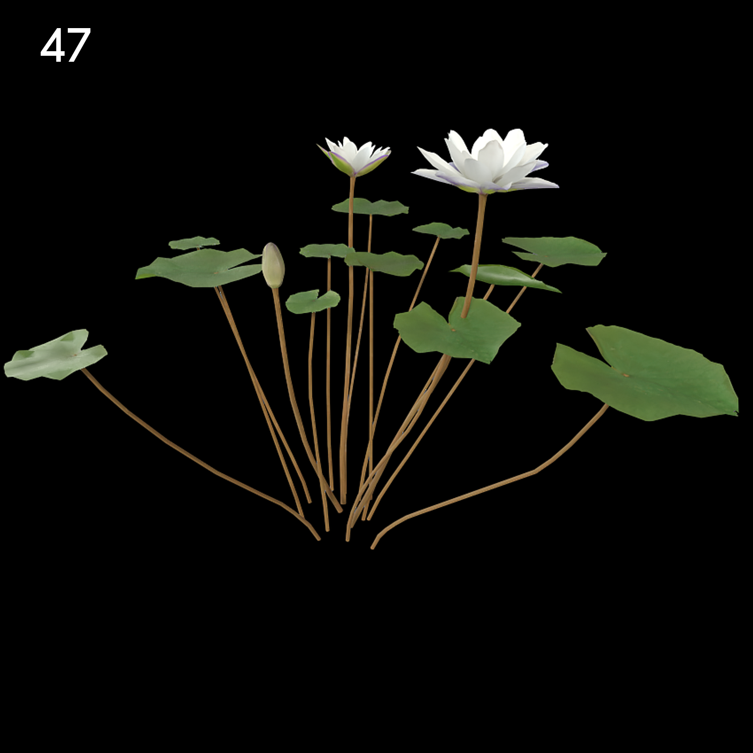 Nymphaea Purple and White Proxy Model