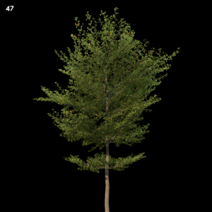 Terminaliamantaly Tree Proxy Model for SketchUp