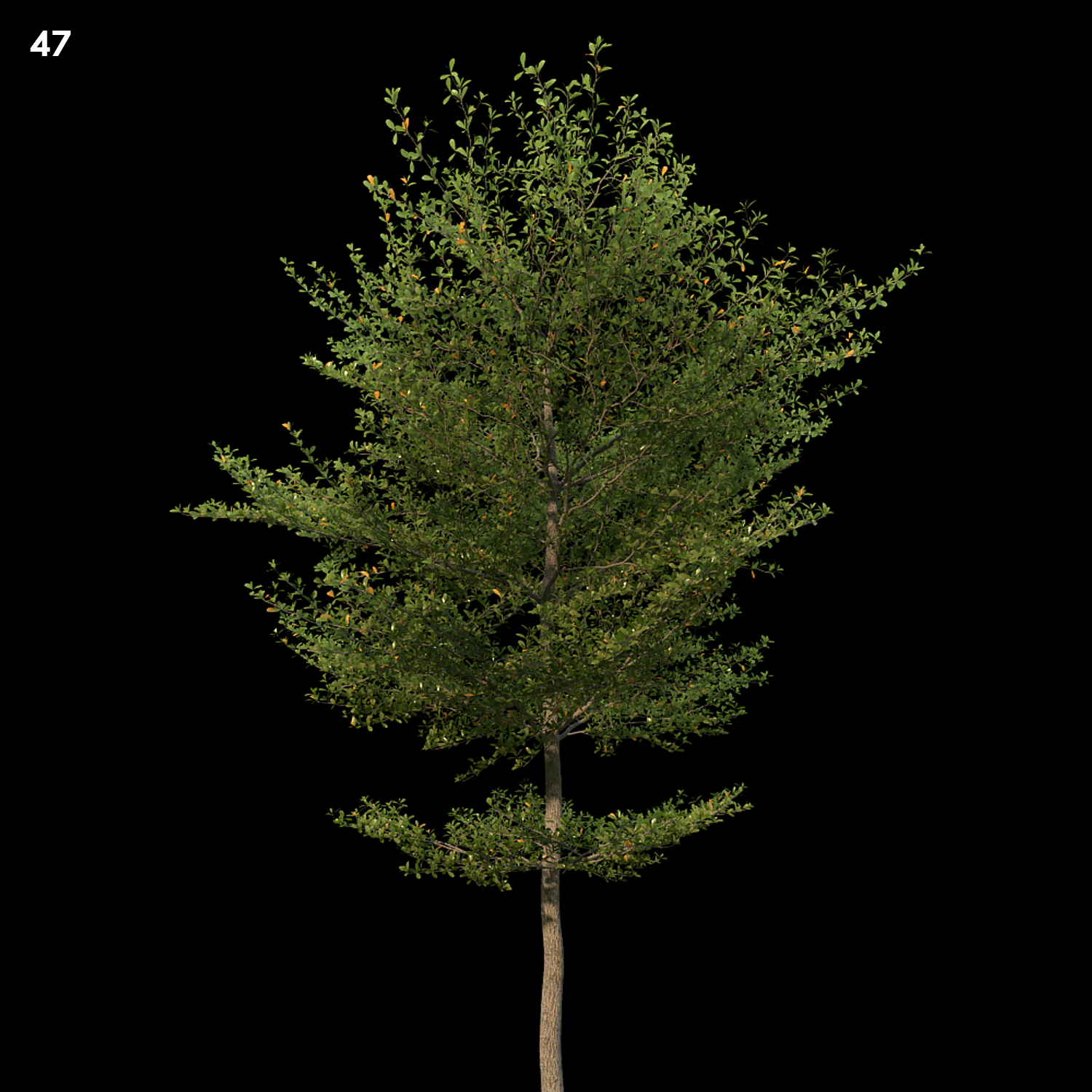 Terminaliamantaly Tree Proxy Model for SketchUp
