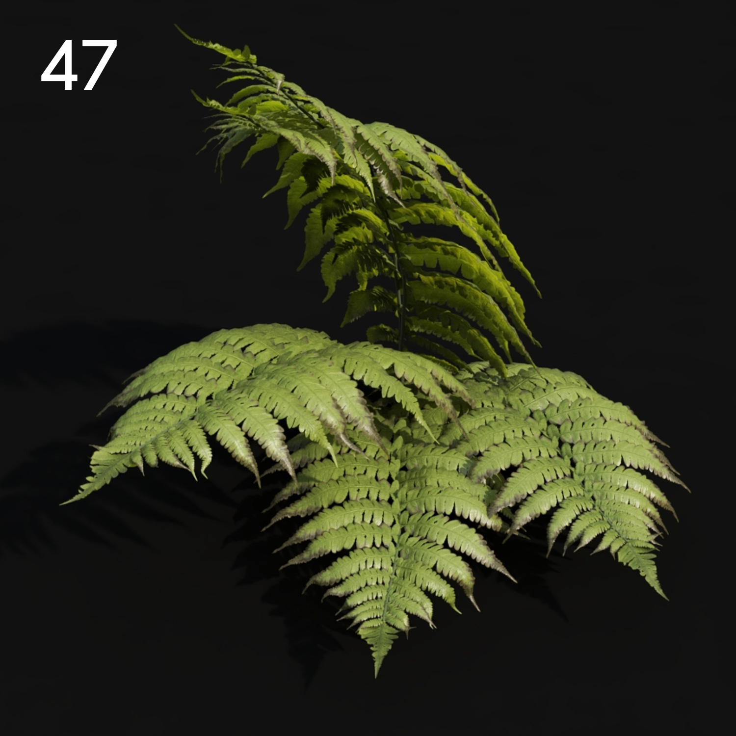 Realistic Fern Proxy Model for SketchUp with V-Ray