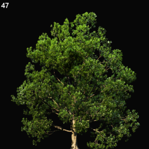 Quercus Robur Tree Proxy Model