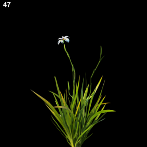 Dietes Grandiflora Proxy Model for SketchUp