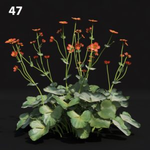 Realistic Flower Proxy Model for SketchUp with V-Ray