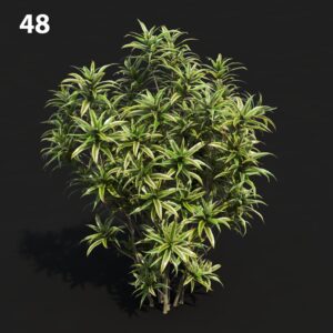 Dracaena Proxy Model for SketchUp with V-Ray