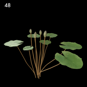 Nymphaea Purple and White Model