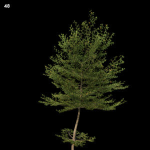 Leafy Tree Proxy Model for SketchUp with V-Ray