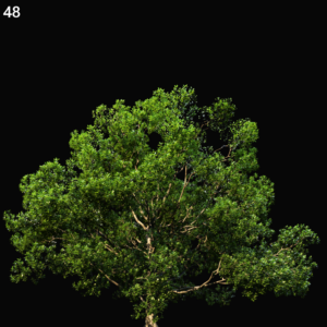 Quercus Robur Proxy Model for SketchUp