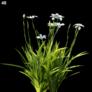Dietes Grandiflora Proxy Model for SketchUp