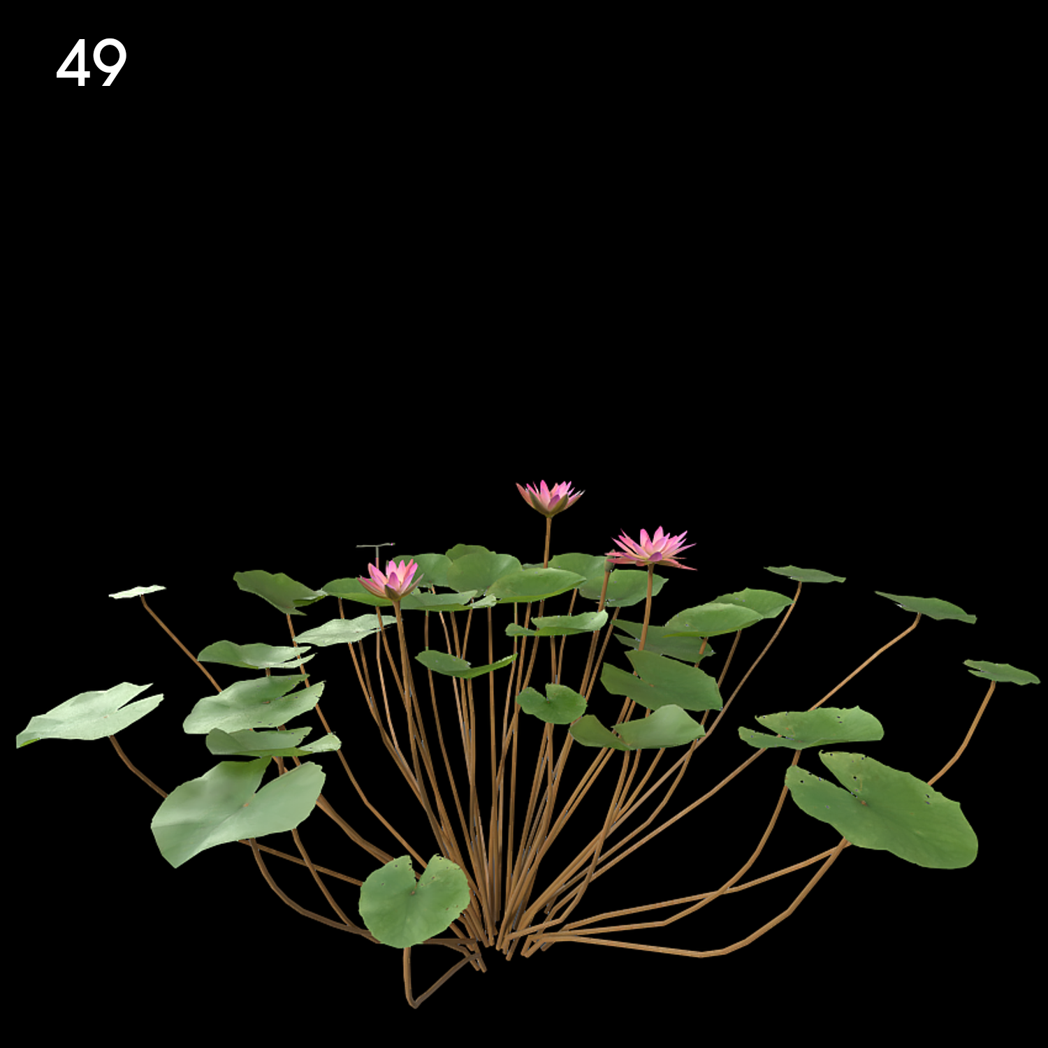 Nymphaea Violet Proxy Model for SketchUp with V-Ray