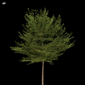 Terminaliamantaly Tree Model