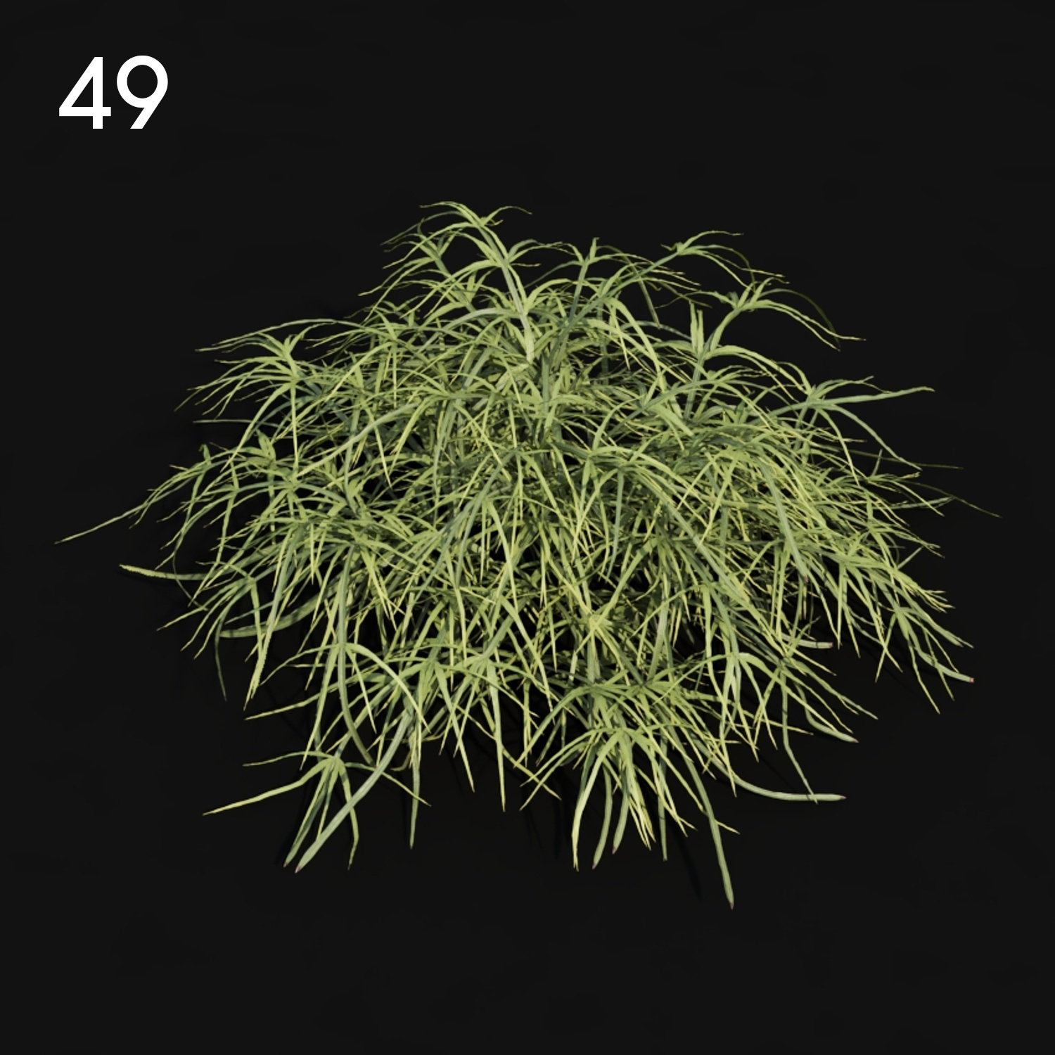 Pteris Proxy Model for SketchUp with V-Ray