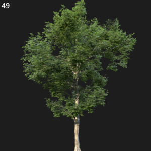 Ulmus Minor Tree Proxy Model