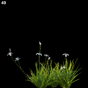 Dietes Grandiflora Proxy Model