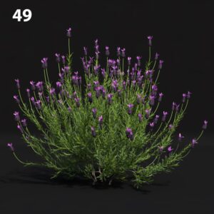 Lavender Plant Proxy Model