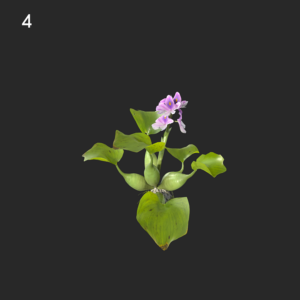 Eichhornia Crassipes Proxy Model