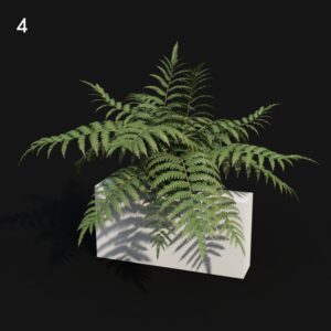 Cibotium Plant Proxy Model