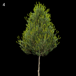 Aquipernyi Meschik Tree Model