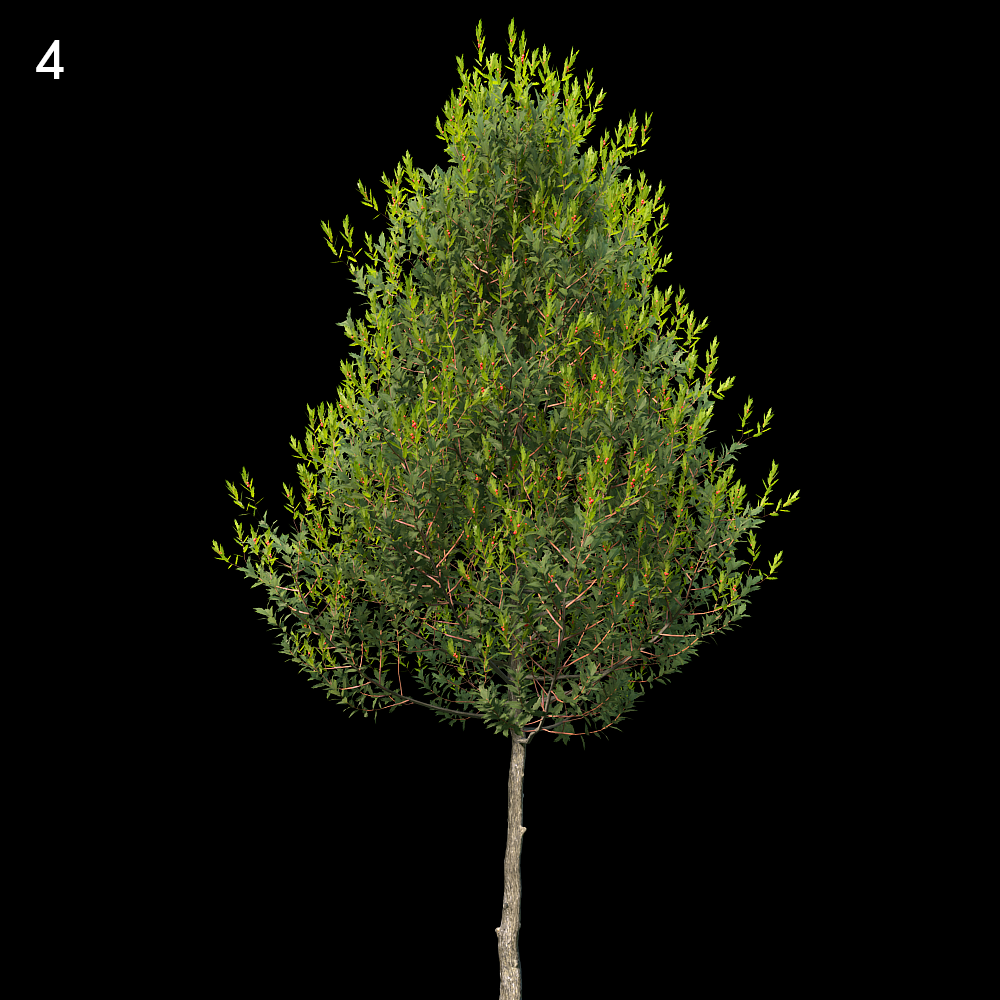 Aquipernyi Meschik Tree Model