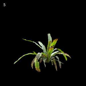 Asplenium Nidus Proxy Model for SketchUp