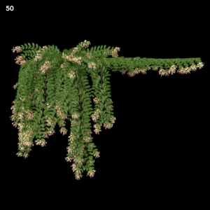 Quisqualis Indica Proxy Model for SketchUp